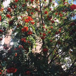 Low angle view of fruits on tree