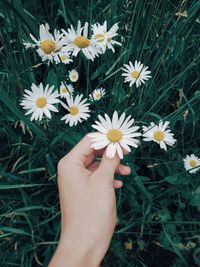 Midsection of person holding daisy flowers