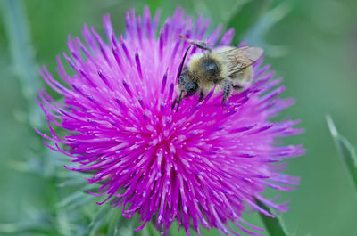 Close-up of bee pollinating on purple flower