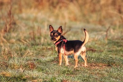 Dog standing in field