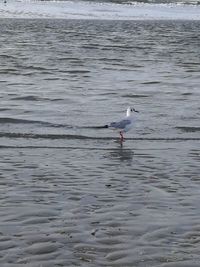 Bird perching on sea shore