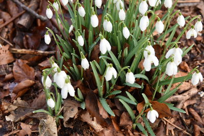 Close-up of white flowers