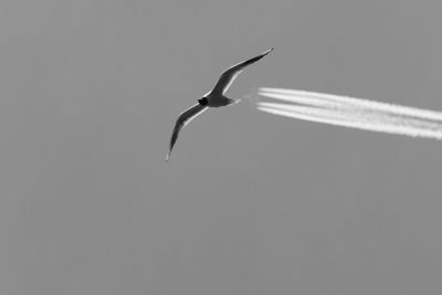 Low angle view of bird flying against clear sky