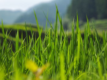 Close-up of crops growing on field