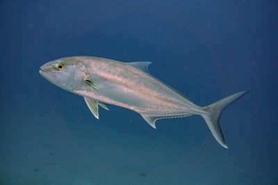 Leerfish underwater animals
