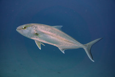 Fish swimming in sea