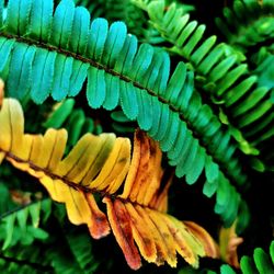 Close-up of fern leaves