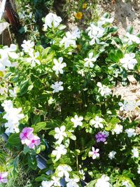 High angle view of white flowering plant in park