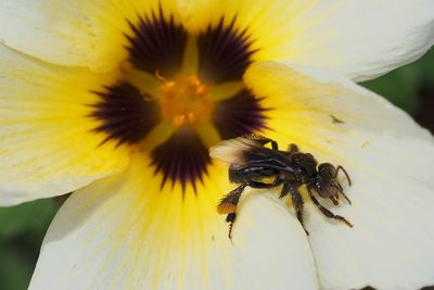 Close-up of bee on yellow flower