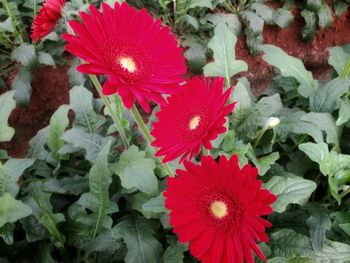 Close-up of red flowering plant in park