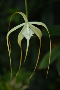 Close-up of butterfly on plant