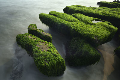 High angle view of moss on rocks