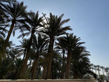 Low angle view of palm trees against clear sky