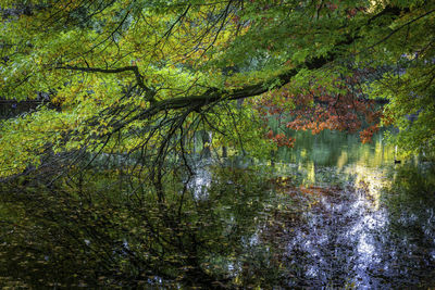 Reflection of trees in lake