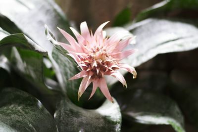 Close-up of flower