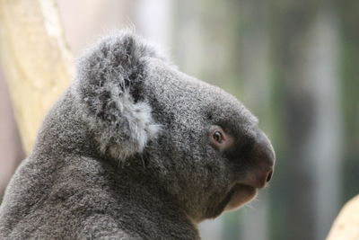 Tired koala