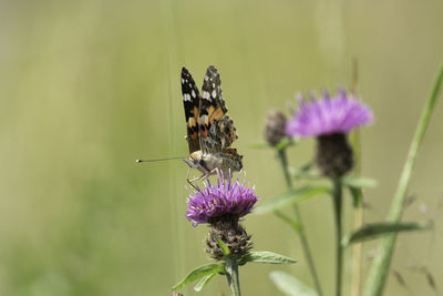 Close-up of butterfly pollinating on purple flower