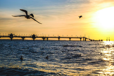 Silhouette of birds flying over sea against sky