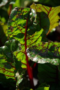 Close-up of fresh green plant