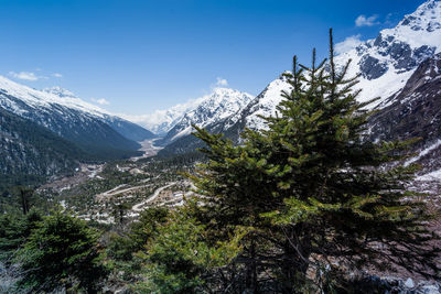 Pine trees on snowcapped mountains against sky