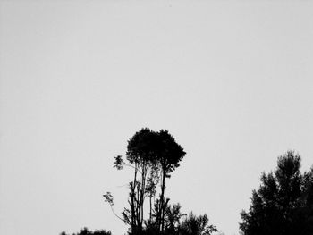 Low angle view of silhouette tree against clear sky