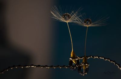 Close-up of dandelion on table