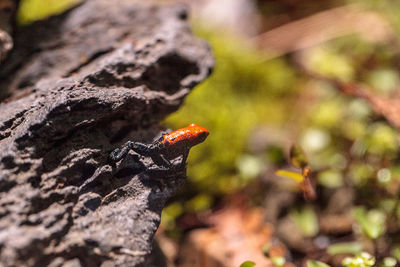 Close-up of insect on rock