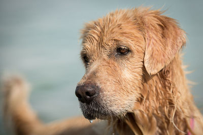 Close-up portrait of golden retriever