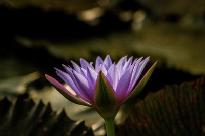 Close-up of pink water lily