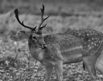 Deer on field