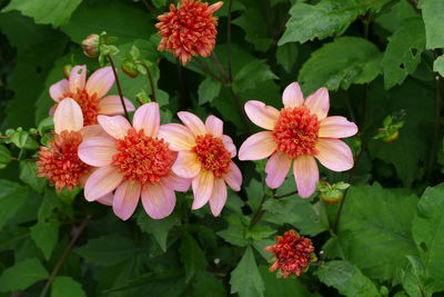 Close-up of pink flowering plants