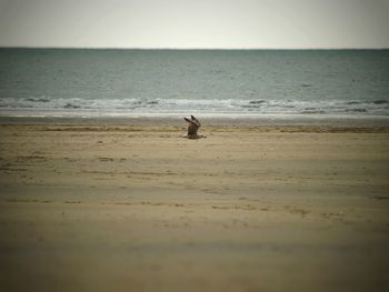 Bird on beach against sky