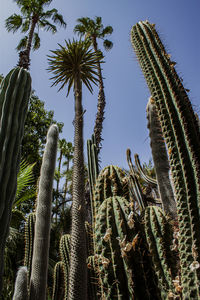 Low angle view of cactus plants against sky