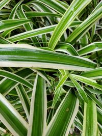 Full frame shot of fresh green grass