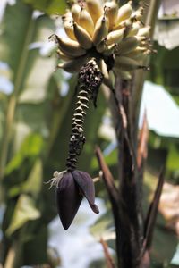 Close-up of flowering plant