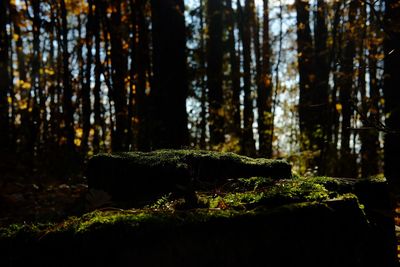 Close-up of moss growing on tree trunk