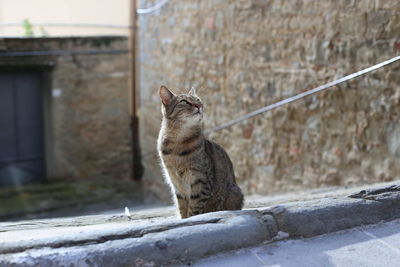 Cat sitting on wall