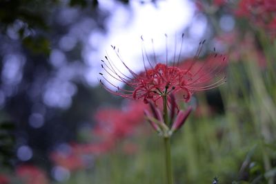 Close-up of butterfly pollinating on flower