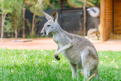 Kangaroo on field