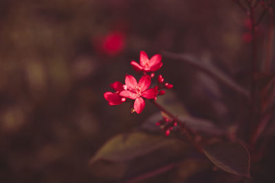 Close-up of pink flowering plant