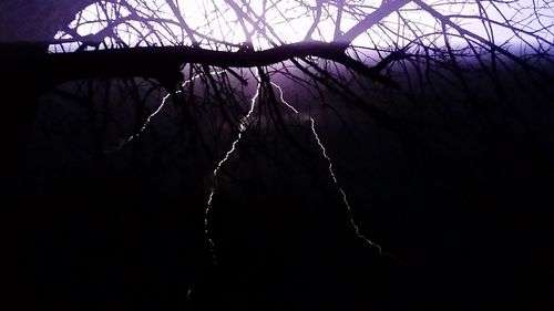 Low angle view of hanging from tree against sky