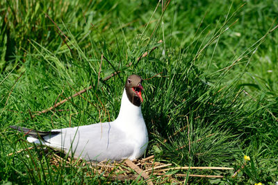 High angle view of bird on land