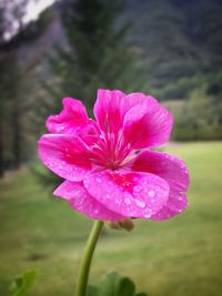 Close-up of pink flowers