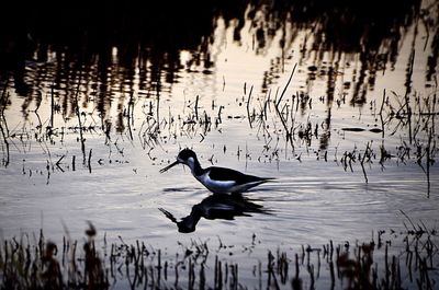 Ducks swimming in lake