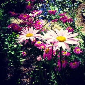 Close-up of pink flowers blooming outdoors