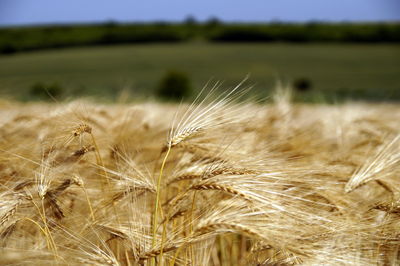 Close-up of grass on field