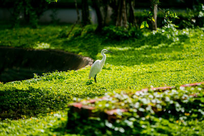 Bird on field