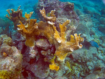 Close-up of coral in water