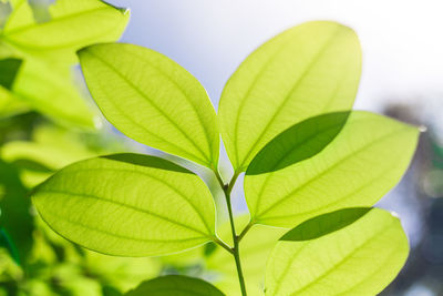 Close-up of green leaves