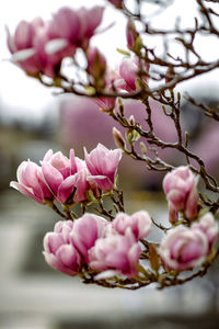 Close-up of pink magnolia blossom